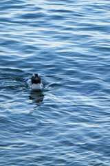 penguin swimming in the ocean