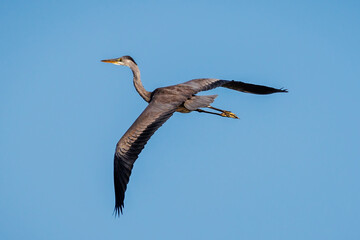 Grey heron (Ardea cinerea).