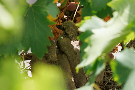 Polluelos de paloma turca de collar o t&oacute;rtola, Streptopelia decaocto, en el nido entre hojas de parra de uva Vitis vinifera, Alcoy, Espa&ntilde;a
