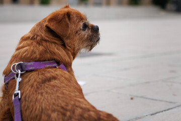 La perrita Nami sentada en el parque durante el paseo de la mañana, Alcoy, España