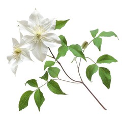 3D Illustration of Clematis Flowers on White Background