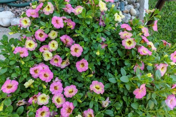 side view of yellow and pink Million Bells blossoms in a planter
