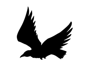 Obraz premium Vector drawing. Big flying bird