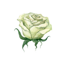 Obraz premium Watercolor illustration of a white rose bud