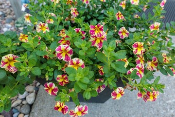 side view of yellow and pink Million Bells blossoms in a planter