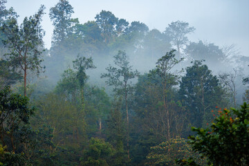 Foggy morning view of a forest