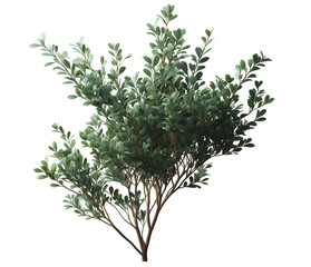 Obraz premium tree branches bush 3d illustration isolated on transparent background