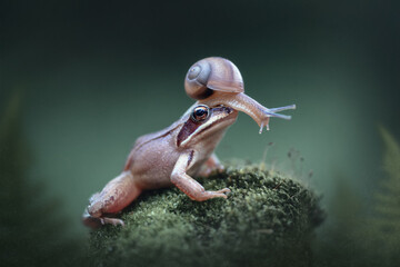 Funny animals. Fantasy beautiful magical fairy meadow with frog and snail. In a magical fairy-tale enchanted forest, a funny plot, a snail sits on the head of a frog.