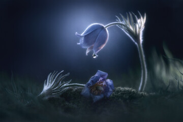 Beauty of nature delicate flowers, tears of nature. Macro beauty, spring flowers. Magical artistic...