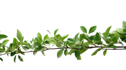 tree branch isolated on transparent and white background.