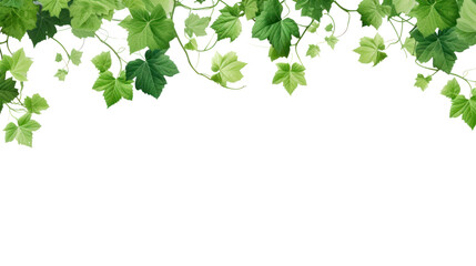 Ripe grapes branches and leaves isolated on white background.	