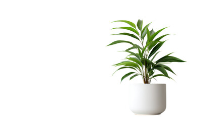 Fototapeta premium Small tree in a white pot Isolated from the white background.