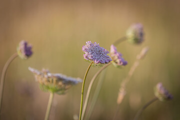 A close up of a wild carrot flower in a meadow in the Sussex countryside, with a shallow depth of field