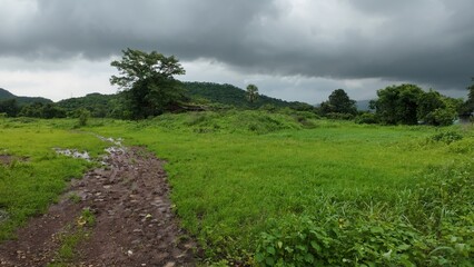 Obraz premium A vibrant scene of lush green grass beneath a cloudy sky, capturing the essence of the monsoon season's beauty. 