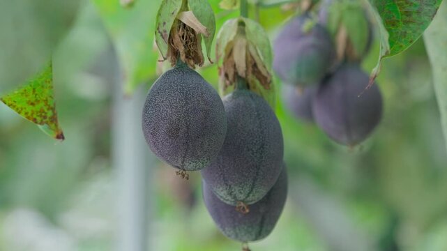A view of fresh passiflora ligularis, sweet granadilla, or grenadia fruit