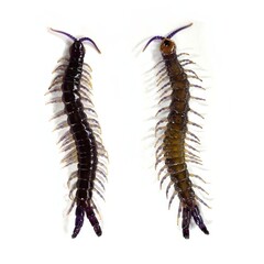 Centipede isolated on white background.