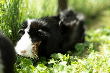 Meerschweinchen rosette tier Nager