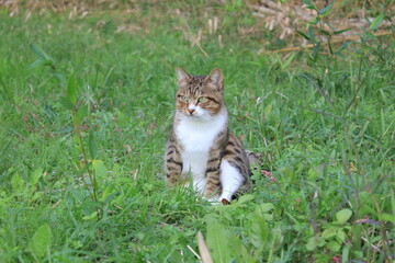 のんびり遊ぶ猫