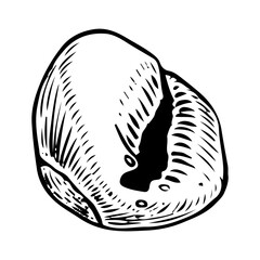 Sea shell sketch hand drawn. Cypraea coin gastropod. Shells of marine seashell. Souvenir from summer holiday on the beach. Vector graphics illustration. Clam porcelain snail.