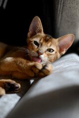 Cute little Abyssinian kitten. Young beautiful purebred shorthair kitten. Close-up, copy space.