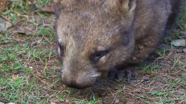 A southern hairy-nosed wombat, a short-legged, muscular quadrupedal marsupial foraging on the ground, eating its cubic poop, close up shot of native Australian wildlife species.