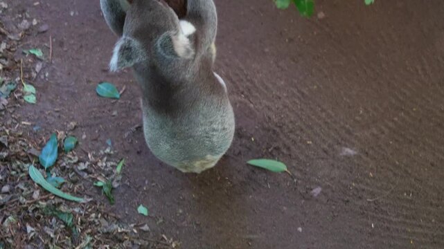 Cute koala (phascolarctos cinereus) walking on the ground, and swiftly climbing up the tree, close up shot.
