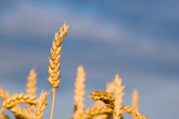 ripe ear of wheat close-up on the blue sky background