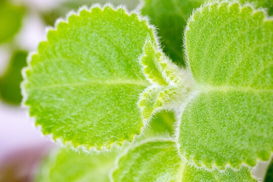 Spanish Thyme" Images  Browse 1,326 Stock Photos, Vectors, and Video |  Adobe Stock