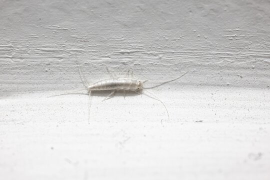 Silverfish (Lepisma saccharina) insect on white wall