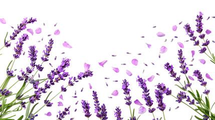 photo of background with blooming lavender flowers and petals isolated on white 