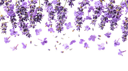 photo of background with blooming lavender flowers and petals isolated on white 