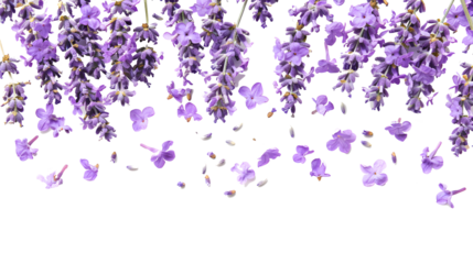 photo of background with blooming lavender flowers and petals isolated on white 