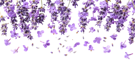 Gardinen photo of background with blooming lavender flowers and petals isolated on white  © Oleksandr