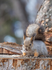 A squirrel sits on a stump and eats nuts in autumn.