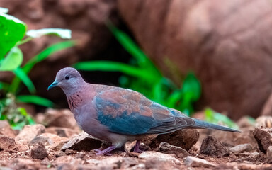 Adult Laughing Dove (Spilopelia senegalensis) looks for seeds and insects at Mkhombe hide, Zimanga Private Game Reserve.