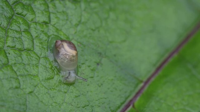 Tiny baby snail crawling on wet leaf using radula to drink