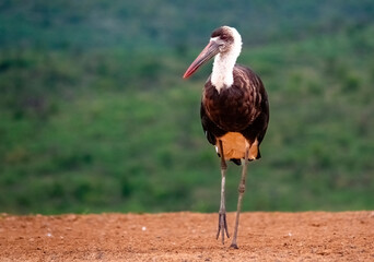 Portrait of an adult woolly-necked stork (Ciconia episcopus) at Scavengers' hide, Zimanga Private Game Reserve.