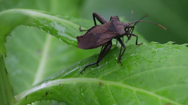 Large brown squash bugs mating on a wet green leaf