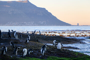 Penguin in Boulders Beach in Cape Town, South Africa