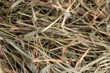 Dehydrated Dried Grass for hay production in agriculture