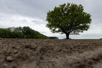 a lone oak tree in a field with corn in late spring