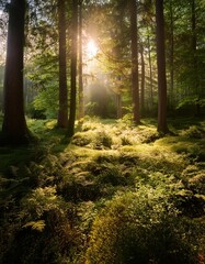 The peaceful and quiet beauty of a forest glade with scattered sun rays