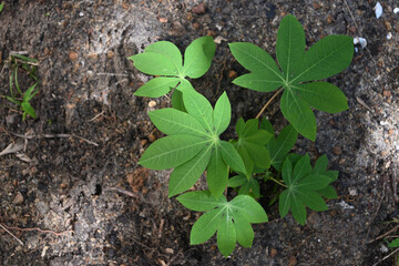 A view of a young manioc plant that is growing on the ground