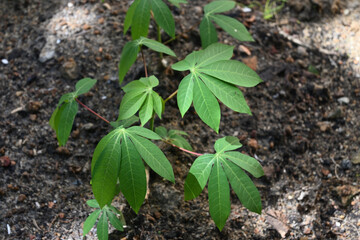 A high angle view of the leaves of a young cassava plant growing