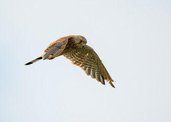 A Kestrel hovers whilst looking for prey. British bird of prey. 