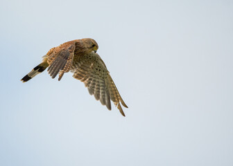 A Kestrel hovers whilst looking for prey. British bird of prey. 