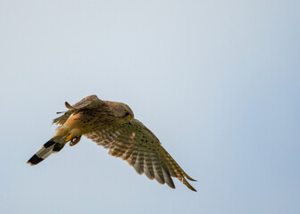 A Kestrel hovers whilst looking for prey. British bird of prey. 