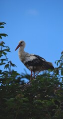 Storch im Nest