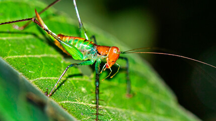 Tropical Grasshopper, Tropical Rainforest, Marino Ballena National Park, Uvita de Osa, Puntarenas, Costa Rica, Central America