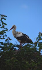 Storch im Nest